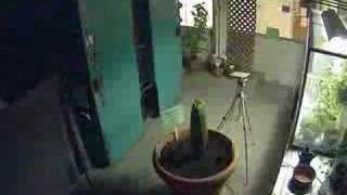 Gustavus Corpse Flower (Titan Arum)