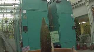 Gustavus Corpse Flower (Titan Arum)