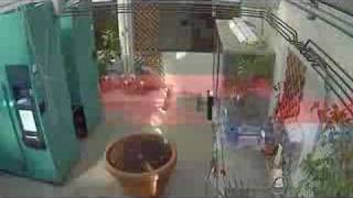 Gustavus Corpse Flower (Titan Arum)