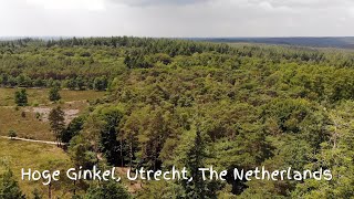 Hoge Ginkel