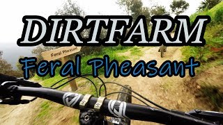 Dirtfarm Feral pheasant