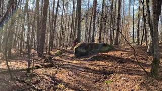 Monkeys Flying in the Woods