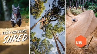 Even the dogs shred! The Trails Perspective....