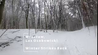 Wrocław, Las Osobowicki, 30 stycznia 2021 roku