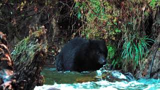 In The Moment - Bears Preview - Vancouver Island