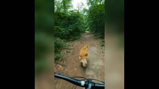 Best Trail Dog Ever #shorts