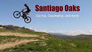 Cactus, Coachwhip and MTB Fun!!! | Santiago...