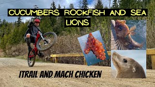 Mountain biking Mach Chicken and iTrail,...