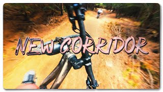 NEW CORRIDOR JUMPS! + Our Favourite Redwoods...