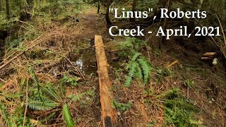 Linus April 2021