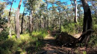 Track 5 Wallaby Ramble - Nowa Nowa MTB Park