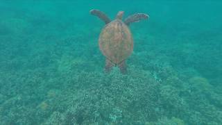 Maui Sea Turtles
