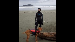 Viz The Surfing Vizsla