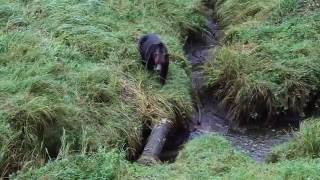 Grizzly Bears