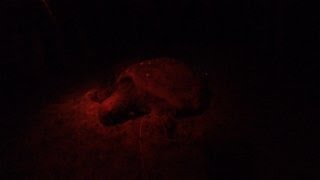 Pacific Green Turtle Costa Rica Part 8