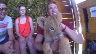 Baby Lions