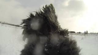 Biff at the Dog Park