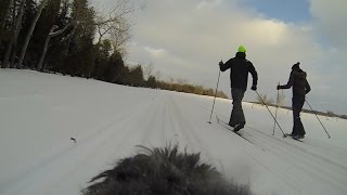 Dog Cross Country Ski