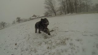 Biff in Snow Motion