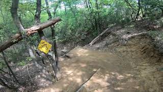 Tasso Morto, Roveta Bike Area (FI) 08-05-2021