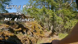 Little Pine