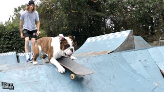 Marty The Bulldog Learns How To Skateboard!