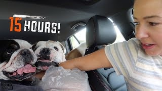 15 Hour Roadtrip With Three English Bulldogs!