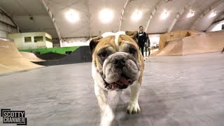 ENGLISH BULLDOGS TAKE OVER MY SKATEPARK!