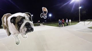 BMX RIDER JUMPS OVER ENGLISH BULLDOG!