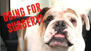 MY ENGLISH BULL DOG GETS SURGERY!