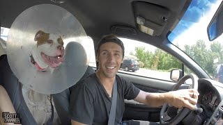 I ADOPTED A DOG!
