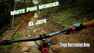 White Pine Wonder & El Jefe || Tioga...