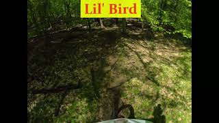 Lil' Bird