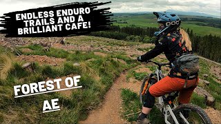 FOREST OF AE | Endless Enduro MTB Trails and a...