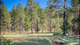 Potato Patch Campground - Mingus Mountain, AZ...