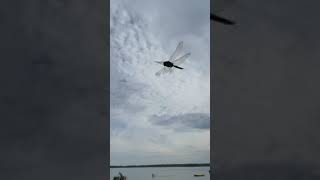 Dragonfly Closeup #shorts