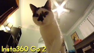 What A Cat Toy Sees Insta360 Go 2