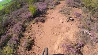 Echidna Park // Release the Murder Hornets //...