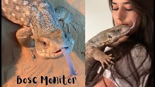 Meet My Bosc Monitor Lizard |...