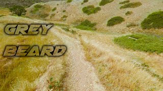 GREY BEARD, Chesty, 2021 (RAW RIDE) Lethbridge...