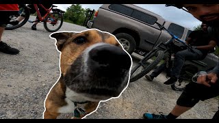 Biking With A Trail Dog | Mountain Biking...