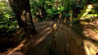 Bunny Jugs 1 @ Whakarewarewa Forest. Rotorua.