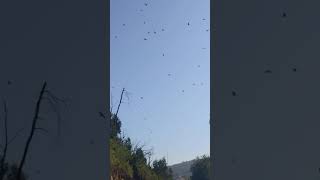#shorts #gravel #nordestcycles #milhafres #milvus