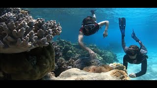 Pilot Whales, Dolphins and Tiger Sharks on the...