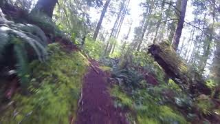 Cummins Creek trail Yachats Oregon