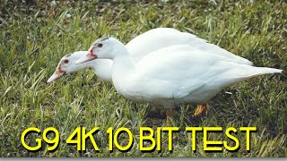 Panasonic G9 4k 10 Bit Test