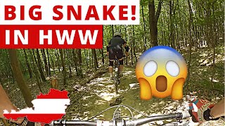 We found a big snake  on the Enduro Line in...
