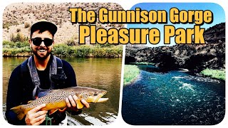 One of the GREATEST Trout Streams You Can Wade...
