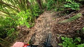 Mint @ Oropi Grove. Tauranga