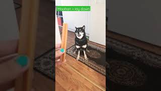 Shiba can't wait for treato